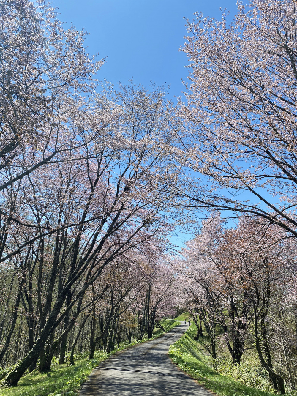 ゴールデンウイークは桜の名所「にわ山森林自然公園」へ！（北海道